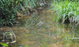 小草国产精品,小草，描绘生命的顽强与希望